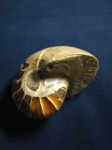 オウム貝化石　マダガスカル産　鉱物標本　