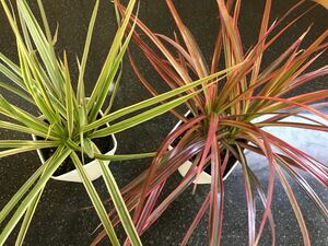 Красный и белый костюм Dracacena в горшках