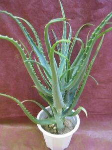  aloe ( Kidachi aloe ) potted plant 