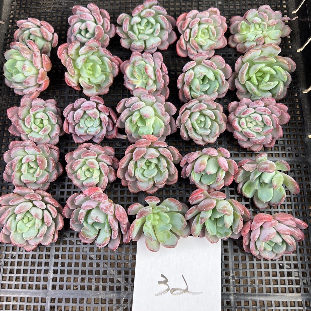 韓国多肉植物の値段と価格推移は?|3,473件の売買情報を集計した韓国 韓国多肉植物の値段と価格推移は?|3,473件の売買情報を集計した韓国