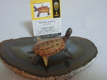 ★ チョコラザウルス DINOTALES 恐竜 古代生物 フィギュアコレクション 1 ★ シネミスガメラ ★ UHA味覚糖 海洋堂 _画像1