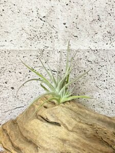 [Frontier Plants]chi Ran jia* Toro piensisT. toropiensis air plant brome rear 