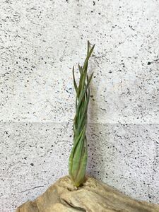 【Frontier Plants】【現品】チランジア・スブリフェラ T. subulifera【B】 エアプランツ　ブロメリア