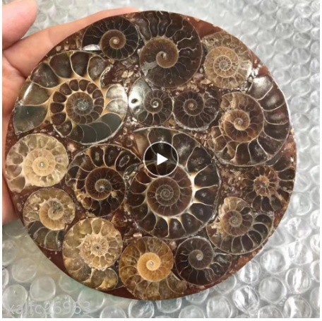 2022年最新春物 化石標本 学校教材 アンモナイト 海百合 植物化石 貝 