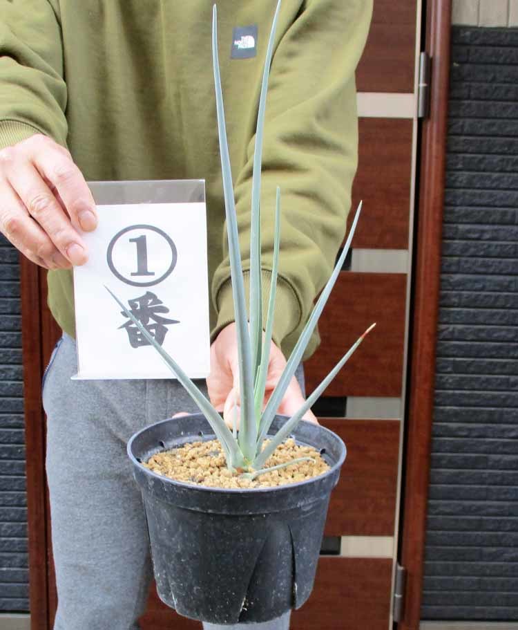 ヤフオク! -「ドラセナ セルラータ」の落札相場・落札価格