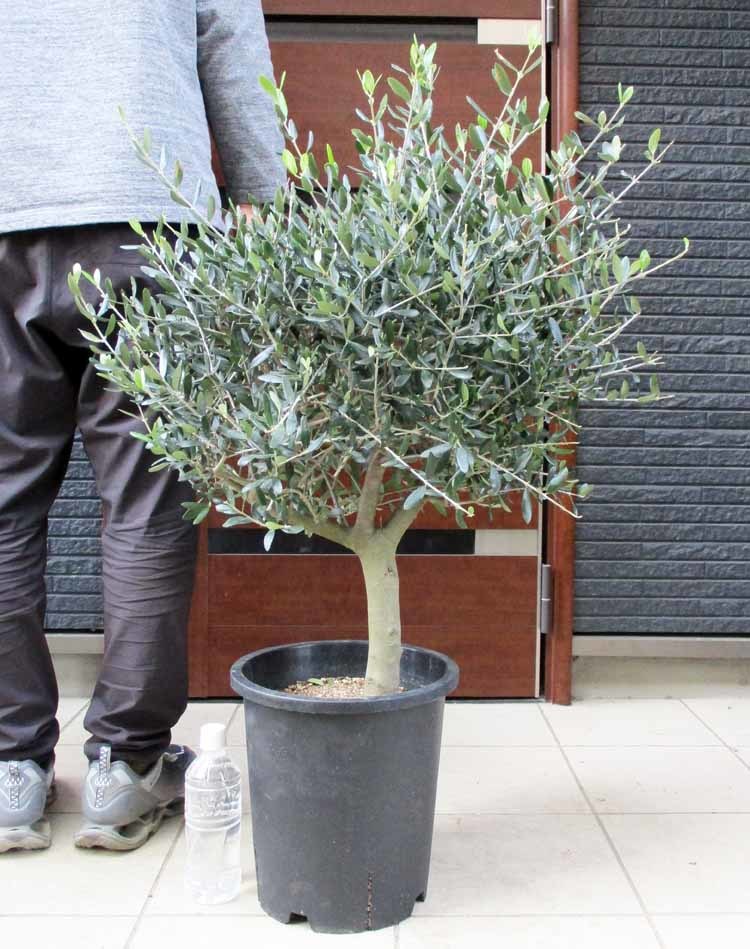 ヤフオク! -「オリーブ古木」(植木、庭木) の落札相場・落札価格