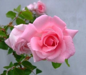 ★バラ苗★ＬＣｌ★　羽衣　◎透んだピンク色の花を枝一杯に咲かせる♪　６号