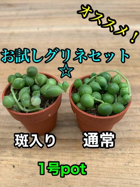 【お試し1号pot☆】斑入りグリネ＆グリネ