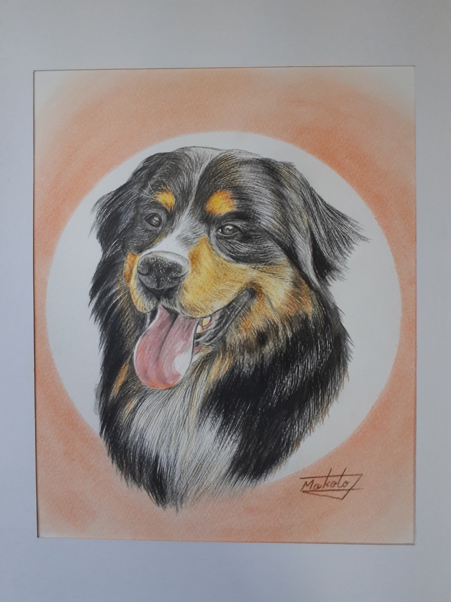 Colored pencil drawing Bernese Mountain Dog, artwork, painting, pencil drawing, charcoal drawing