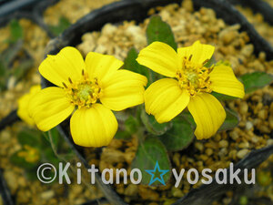  yellow gold car (koganegruma)*kik.3 size (9.0cm) poly- pot cultivation * blooming time :5 month ~