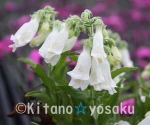 . rock sack * white flower (hime*iwab black )* rubber no is gsa.*3 size (9.0cm) poly- pot cultivation * flower time 6 month ~