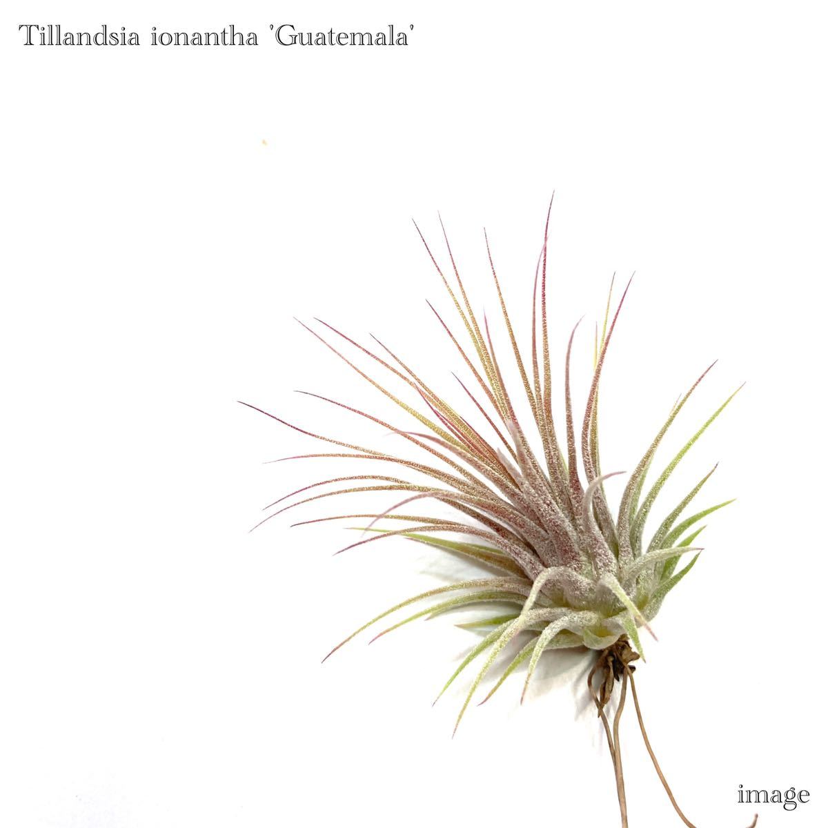 Tillandsia ionantha fuego totem pole ex. RFI チランジア イオナンタ