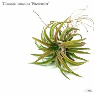 チランジア イオナンタ 'ファイヤークラッカー' (エアープランツ ティランジア ionantha 'Firecracker')