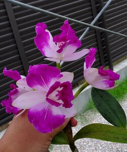 C. Interglossa flamea select 洋蘭