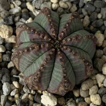 【B1741】【選抜株】ユーフォルビア オベサ Euphorbia obesa ( 検索 アガベ 塊根植物 パキポディウム 多肉植物 )_画像2