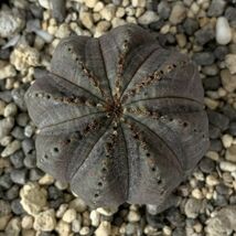 【B1732】【選抜株】ユーフォルビア オベサ Euphorbia obesa ( 検索 アガベ 塊根植物 パキポディウム 多肉植物 )_画像2