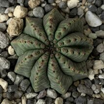 【B1749】【選抜株】ユーフォルビア オベサ Euphorbia obesa ( 検索 アガベ 塊根植物 パキポディウム 多肉植物 )_画像2