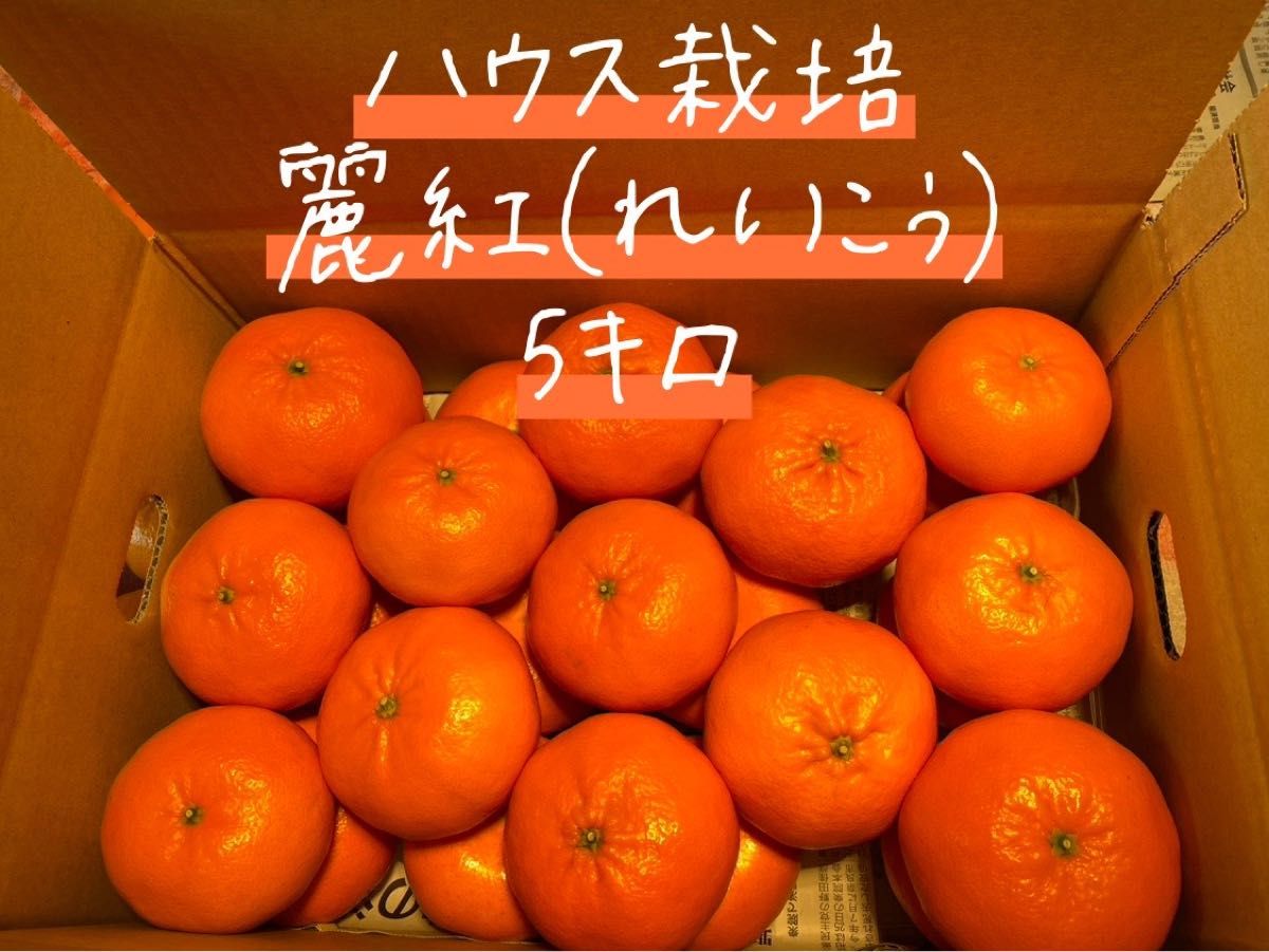暖色系 01正直高い!だけど美味い!! 小粒の甘〜いみかん(^O^) - 通販