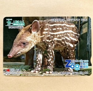 【使用済】 トラフィカ京カード 京都市交通局 京都市動物園 ブラジルバグ 「リオ」