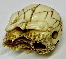 【本】象牙風☆在銘 髑髏彫刻　根付☆骸骨　ガイコツ　skull netsuke_画像8