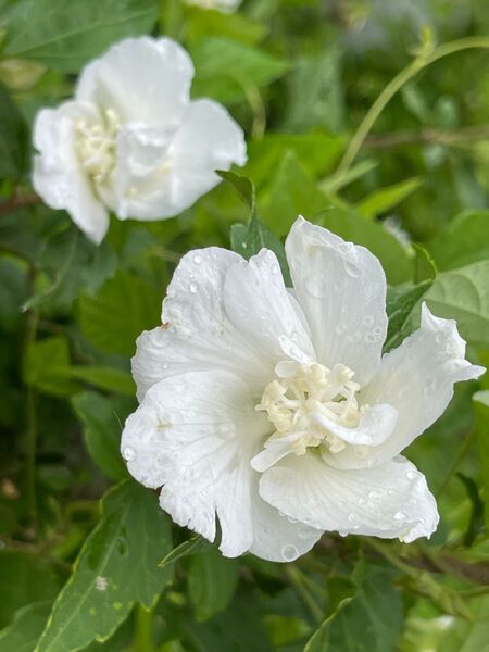 むくげ　木槿　バニラアイス　挿し穂　8本　■送料無料　夏の木　夏の花　上品　白い花　純粋色 庭木　低木　植木　特急発送