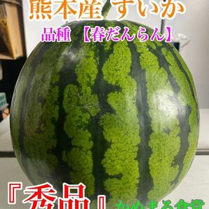 『贈答品』大玉スイカ【春だんらん】3Lサイズ1玉（8kg以上）熊本植木産 かめまる食堂5の画像2