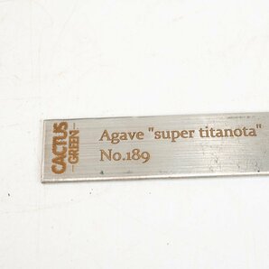 11 Agave super titanota アガベ スーパー チタノタ  /CACTUS GREENの画像6