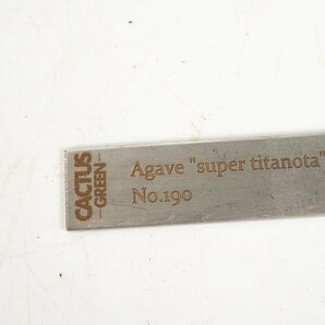12 Agave super titanota アガベ スーパー チタノタ  /CACTUS GREENの画像6