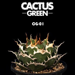 19 Agave titanota CG-1 アガベ チタノタ  /CACTUS GREENの画像1