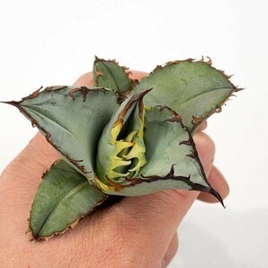 29 Agave titanota ”BEAST” アガベ ビースト  /CACTUS GREENの画像2