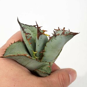 29 Agave titanota ”BEAST” アガベ ビースト  /CACTUS GREENの画像4
