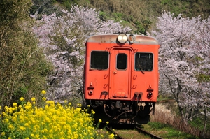  鉄道 デジ 写真 画像 いすみ鉄道 キハ28 52 桜 2018年 3