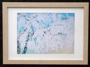 Art hand Auction Popular ★ Chinami Nakajima ★ [Spring day, weeping cherry blossoms at Tenryuji Temple] Newly framed from a valuable art book, painting, Japanese painting, landscape, Fugetsu