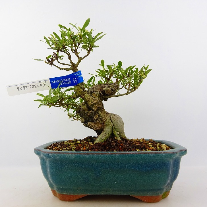 盆栽 ピラカンサ 樹高18cm 盆栽 ピラカンサ 樹高18cm - 15