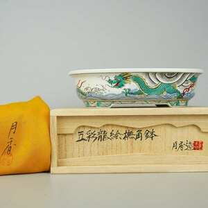 月香 共布 共箱 五彩 龍絵 撫角 長方鉢 観賞用 盆栽鉢 現品 新品