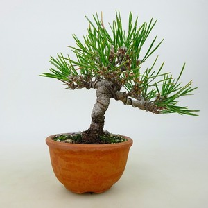  бонсай сосна сосна Тунберга высота дерева примерно 9~11cm....Pinus thunbergii черный matsumatsu. вечнозеленый игольчатое дерево .. для маленький товар количество предмет select 