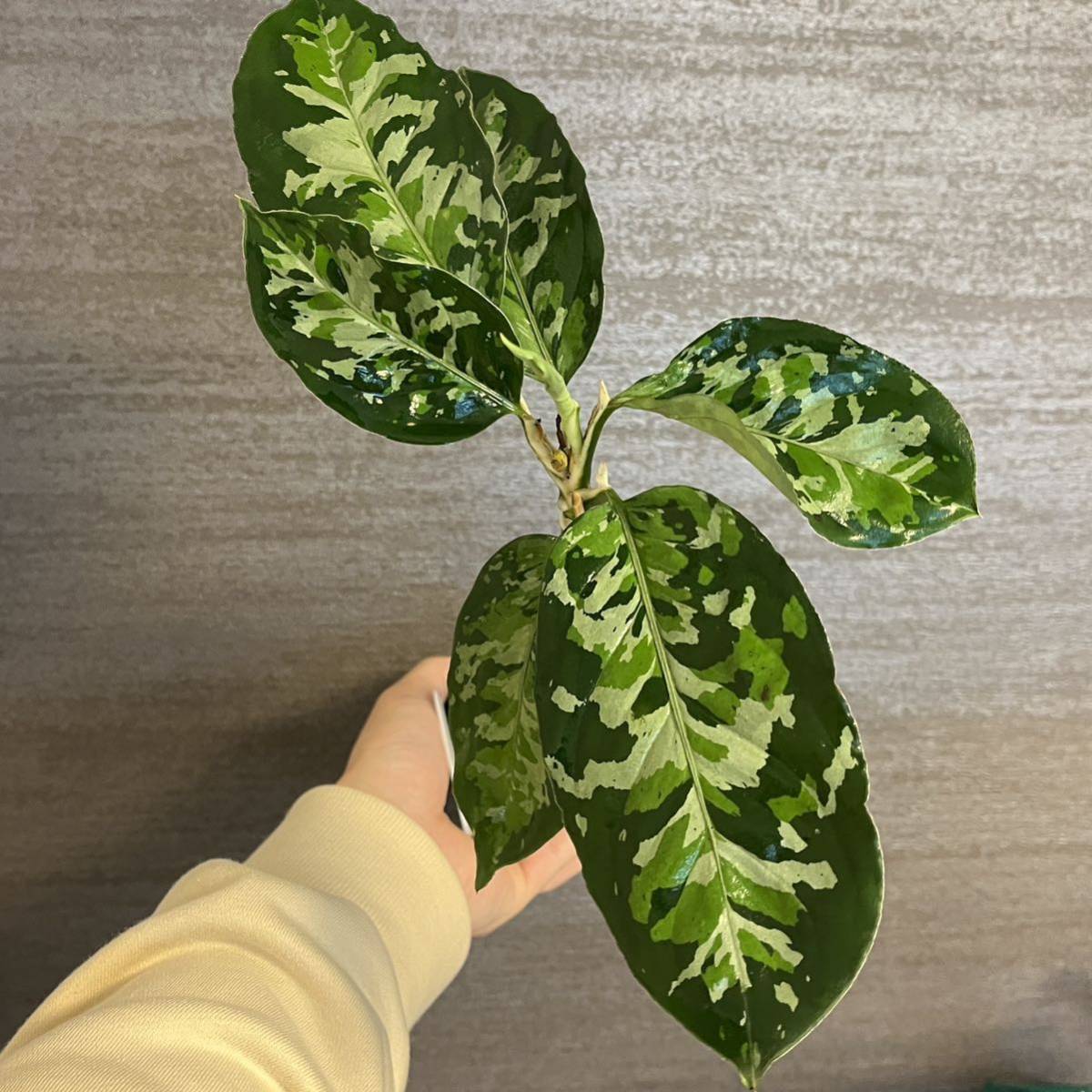 独特の上品 親株!!細葉!! アグラオネマ ピクタム Aglaonema Pictum