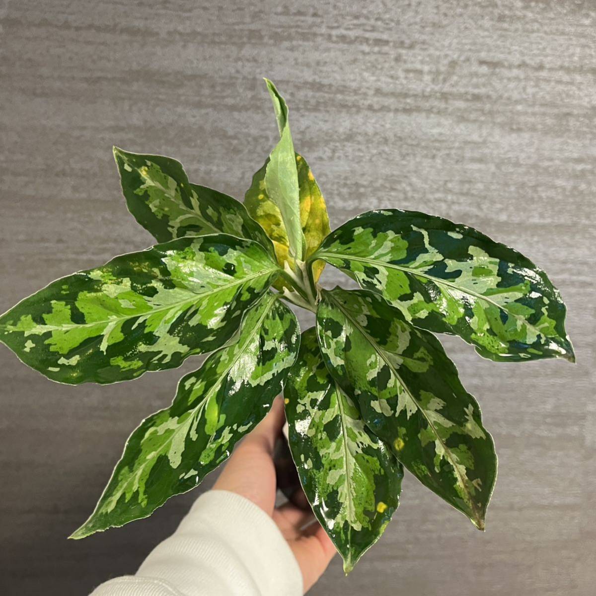 独特の上品 親株!!細葉!! アグラオネマ ピクタム Aglaonema Pictum