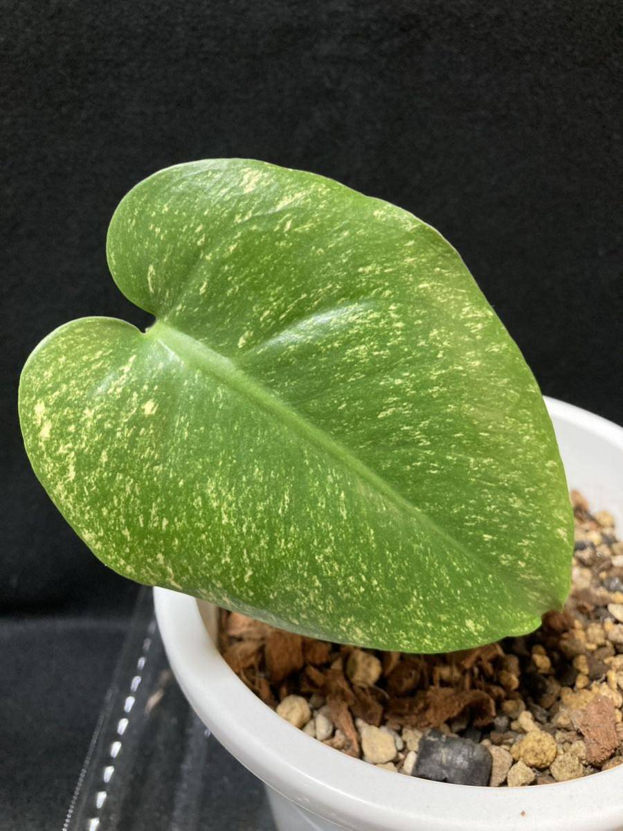 ヤフオク! -「モンステラ ホワイトモンスター」(花、園芸) の落札相場
