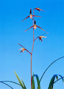 * холод орхидея Kochi префектура высота холм уезд . река производство ( орхидея . регулировка товар - не .) A-91