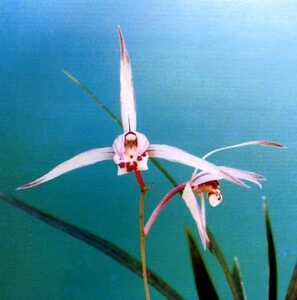 * холод орхидея Kochi префектура . шерсть город производство ( орхидея . регулировка товар )A-86