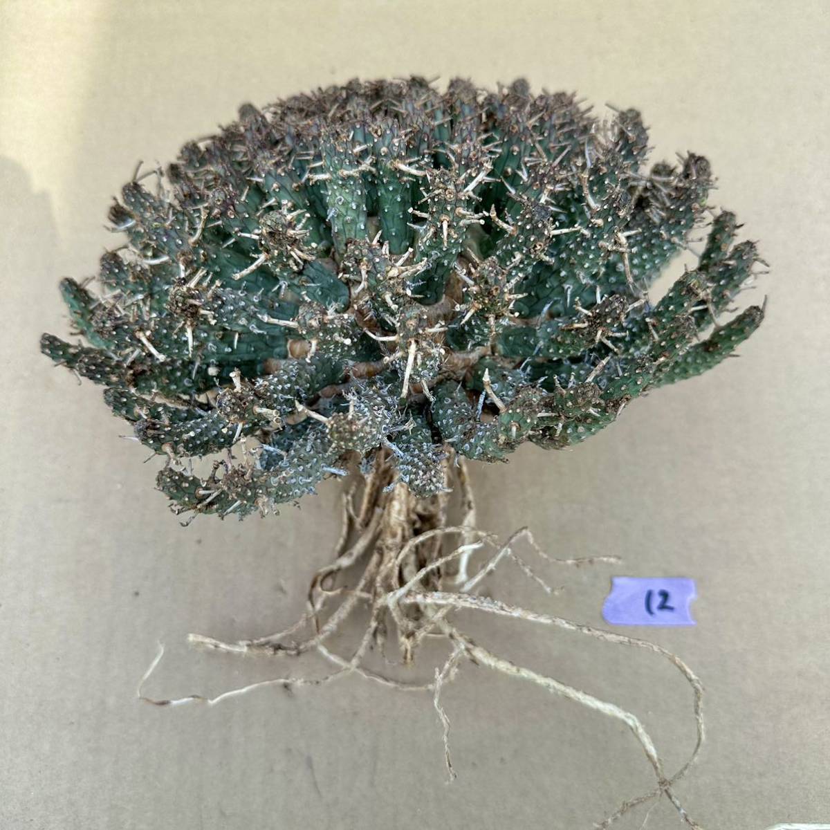 現品】マクロザミア・ムーレイ 8号 6c番 花、園芸 観葉植物 花、園芸 ...