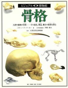 骨格 人間や動物の骨格　その進化、構造、働きの秘密を探る ビジュアル博物館３／スティーブパーカー(著者),リリーフ・システムズ(訳者)