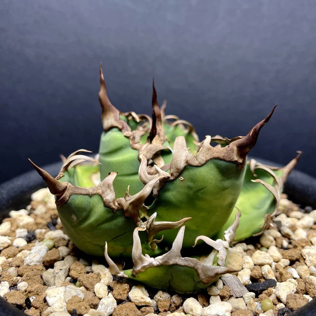 ヤフオク! -「caesar」(アガベ) (観葉植物)の落札相場・落札価格