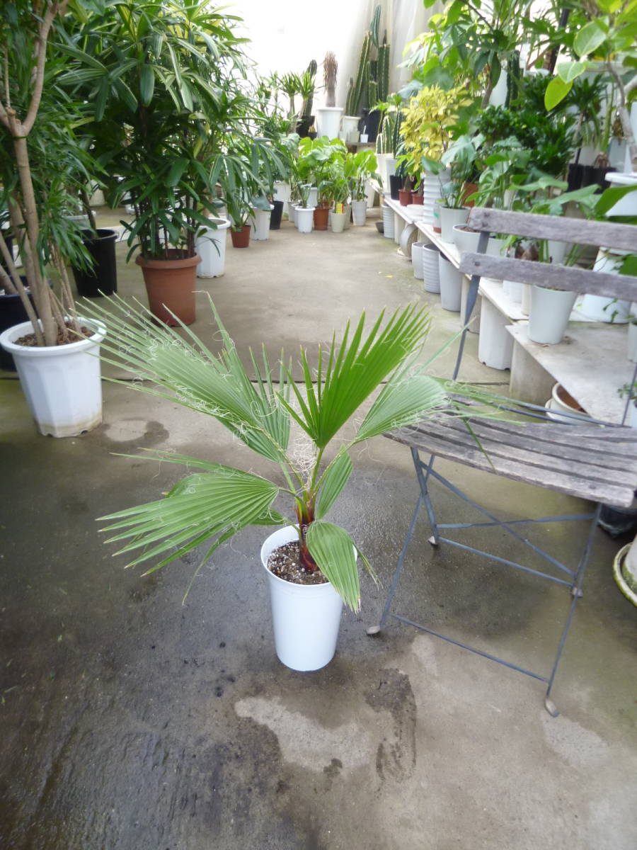 ヤフオク! -観葉植物(ヤシ)の中古品・新品・未使用品一覧
