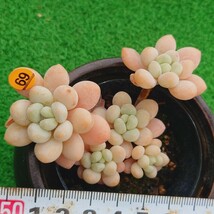 0330-O269 ミウル エケベリア 0330-O269 ロンリハート エケベリア 多肉植物 韓国苗_画像1