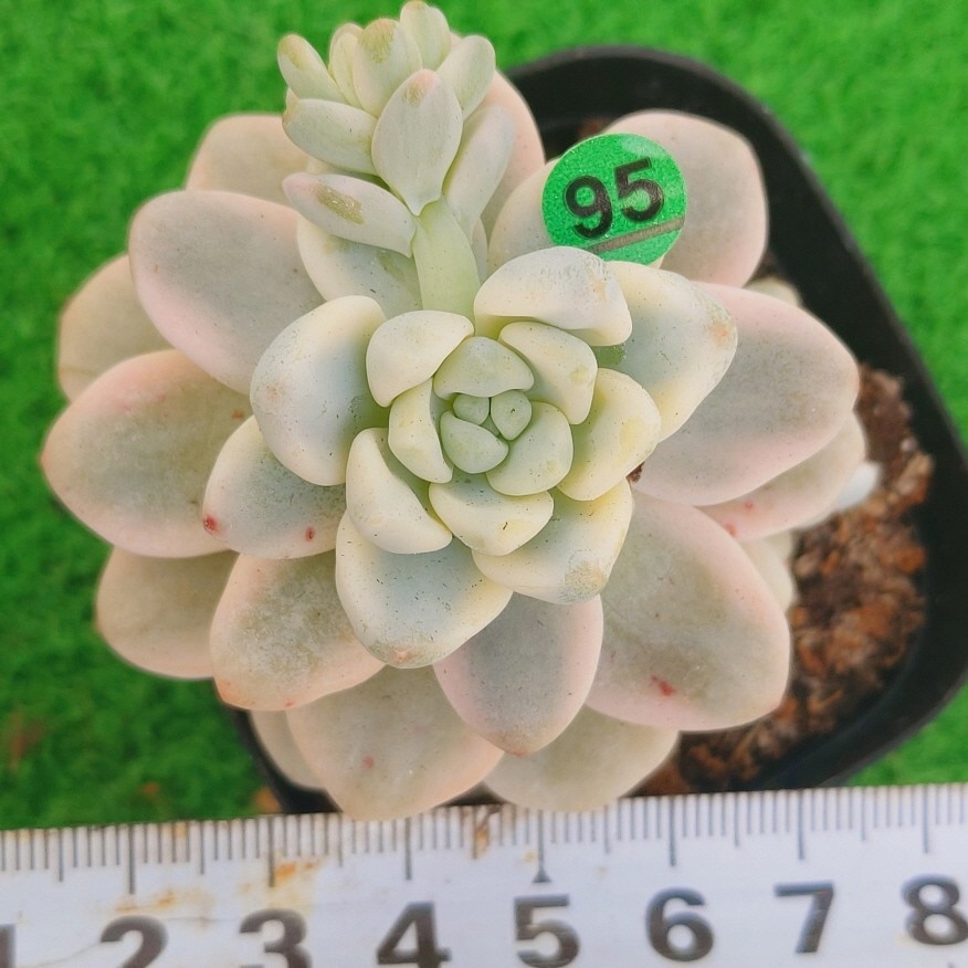 ヤフオク! -「ラウル」(観葉植物) の落札相場・落札価格