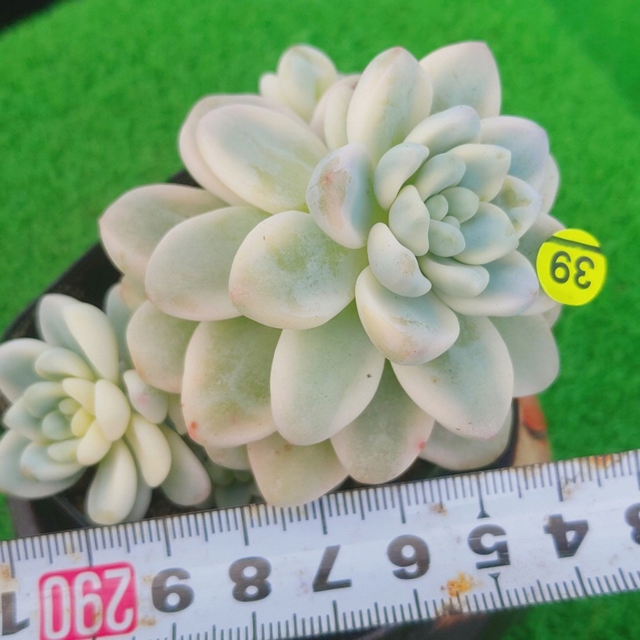 ヤフオク! -「ラウル」(観葉植物) の落札相場・落札価格
