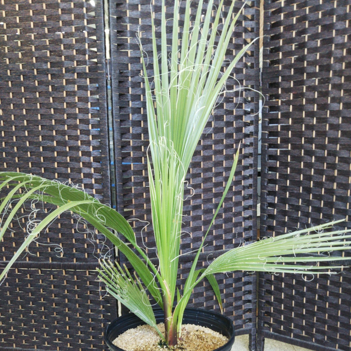 ヤフオク! -ワシントンヤシ(花、園芸)の中古品・新品・未使用品一覧