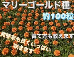 マリーゴールド　種　100粒以上　説明書付き。。